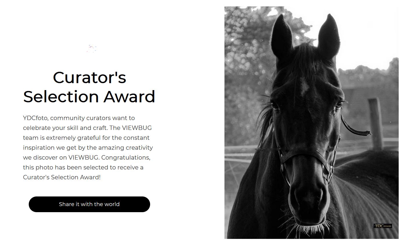 Curators-Selection-Award