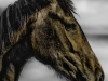 YDC-Paarden-NR0034-1-van-1