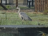 Ydc-Camping-reiger-Nik-NR-39