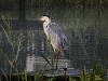 Ydc-Camping-reiger-Nik-NR-46