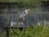 Ydc-Camping-reiger-Nik-NR-47