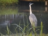 Ydc-Camping-reiger-Nik-NR-53